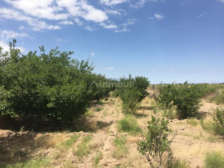 Finca en Venta en Santa Rosa, Mendoza