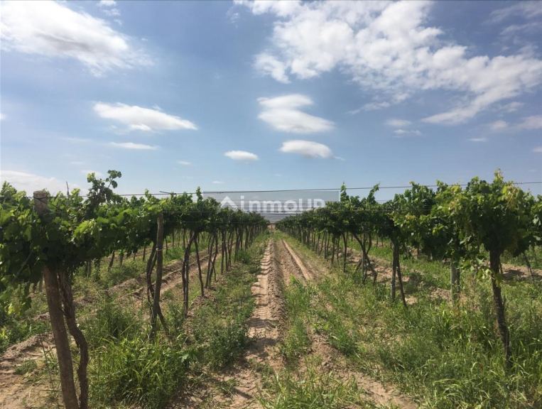 Finca en Venta en Santa Rosa, Mendoza