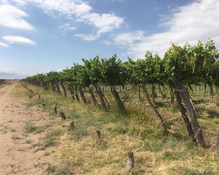 Finca en Venta en Santa Rosa, Mendoza