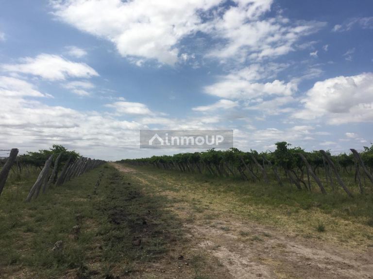 Finca en Venta en Santa Rosa, Mendoza