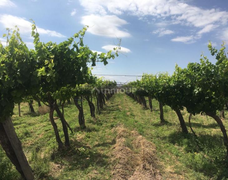 Finca en Venta en Santa Rosa, Mendoza
