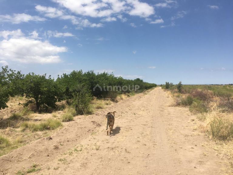 Finca en Venta en Santa Rosa, Mendoza