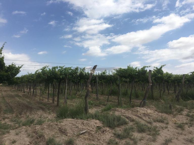 Finca en Venta en Santa Rosa, Mendoza