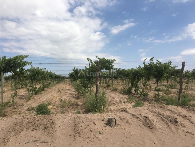 Finca en Venta en Santa Rosa, Mendoza