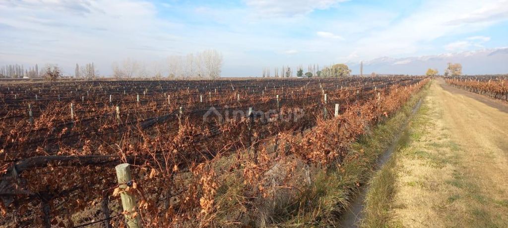 Finca en Venta en San Carlos, Mendoza