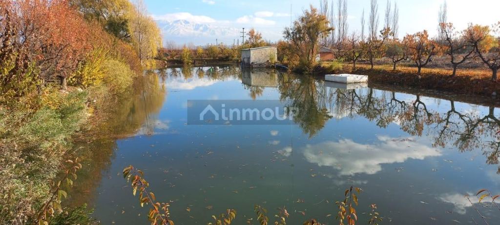Finca en Venta en San Carlos, Mendoza