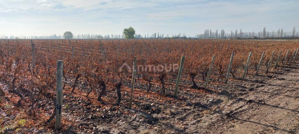 Finca en Venta en San Carlos, Mendoza
