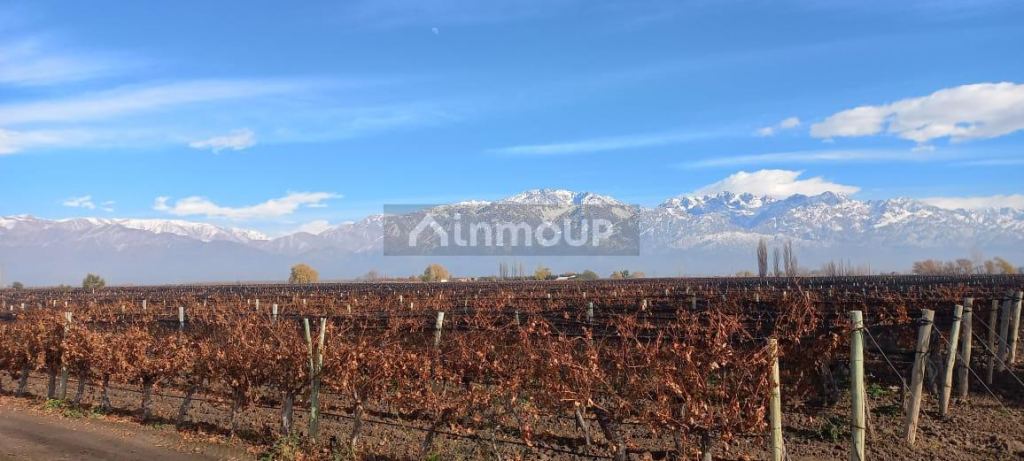Finca en Venta en San Carlos, Mendoza