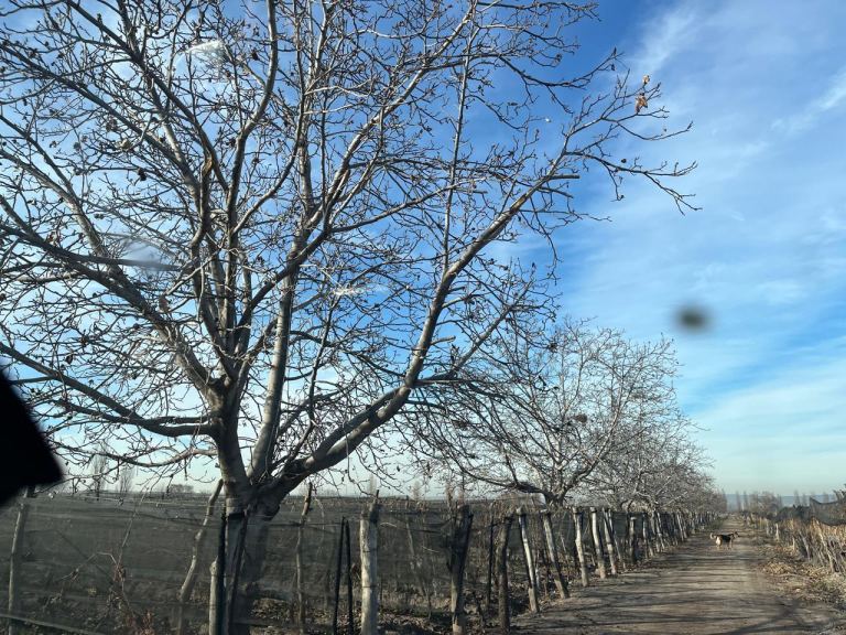 Finca en Venta en Lujan de Cuyo, Mendoza