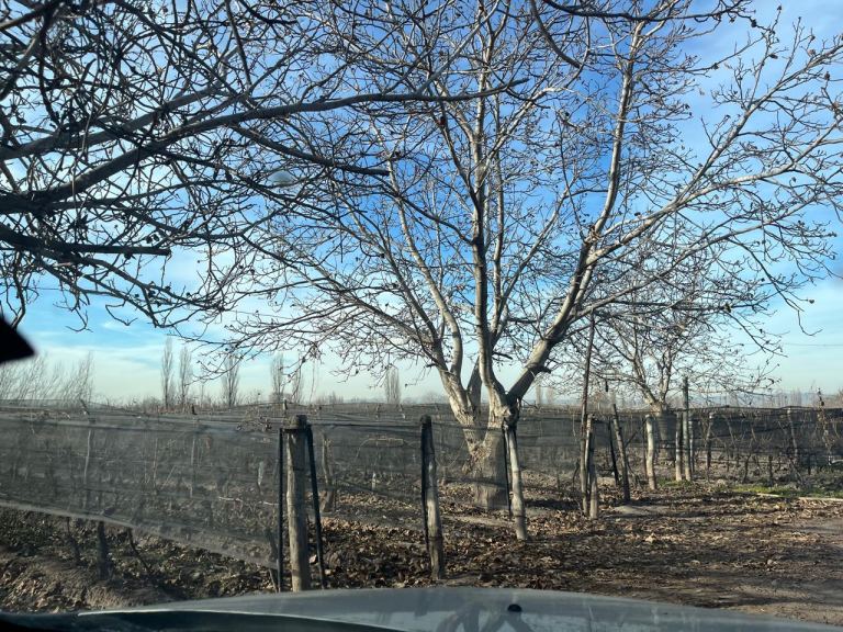 Finca en Venta en Lujan de Cuyo, Mendoza