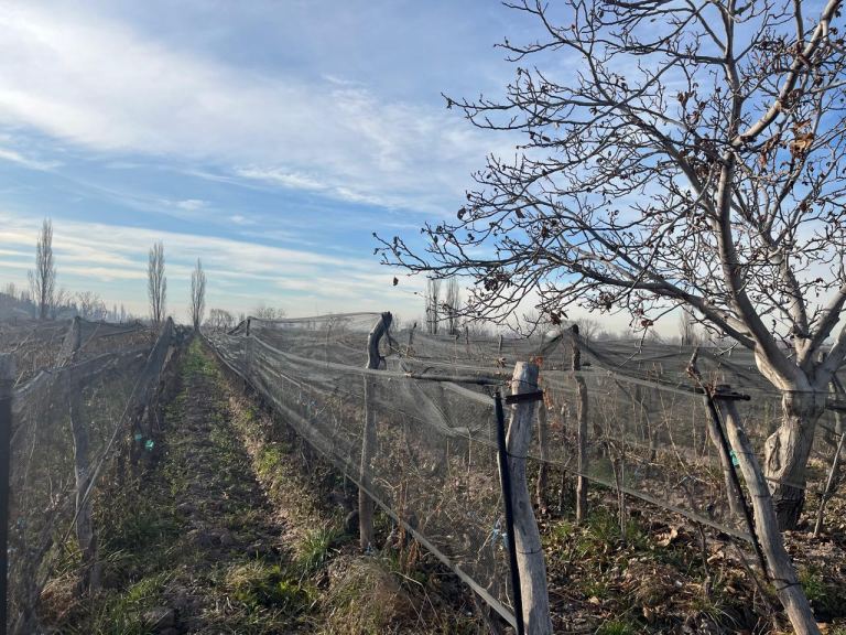 Finca en Venta en Lujan de Cuyo, Mendoza