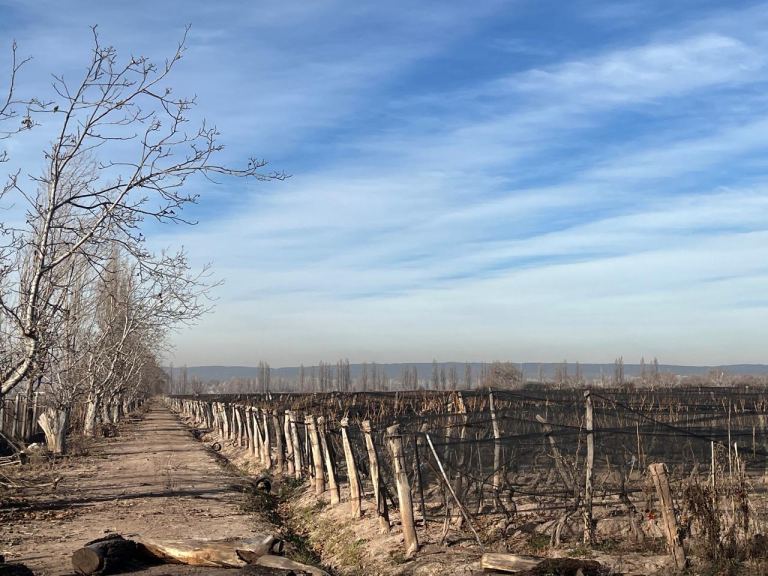 Finca en Venta en Lujan de Cuyo, Mendoza