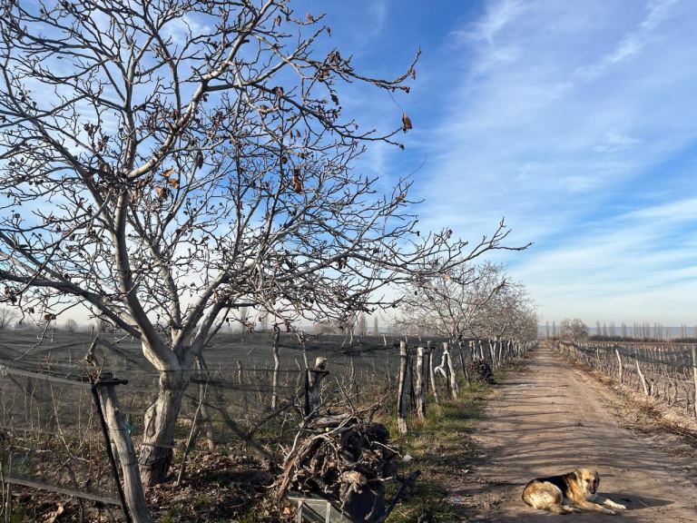 Finca en Venta en Lujan de Cuyo, Mendoza