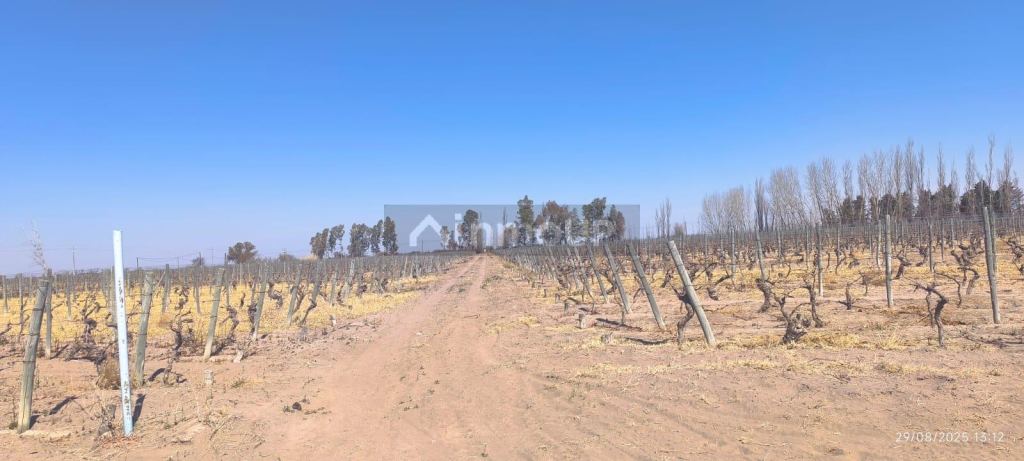 Finca en Venta en Santa Rosa, Mendoza