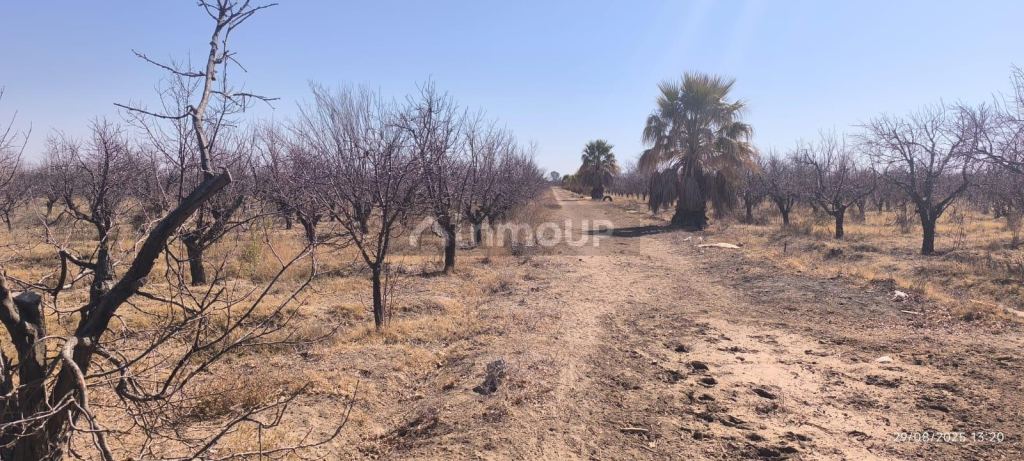 Finca en Venta en Santa Rosa, Mendoza