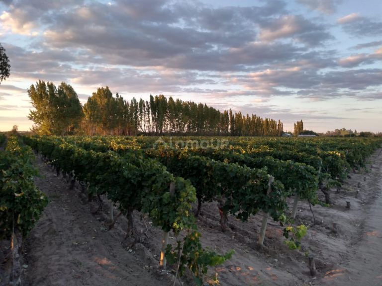 Finca en Venta en Santa Rosa, Mendoza