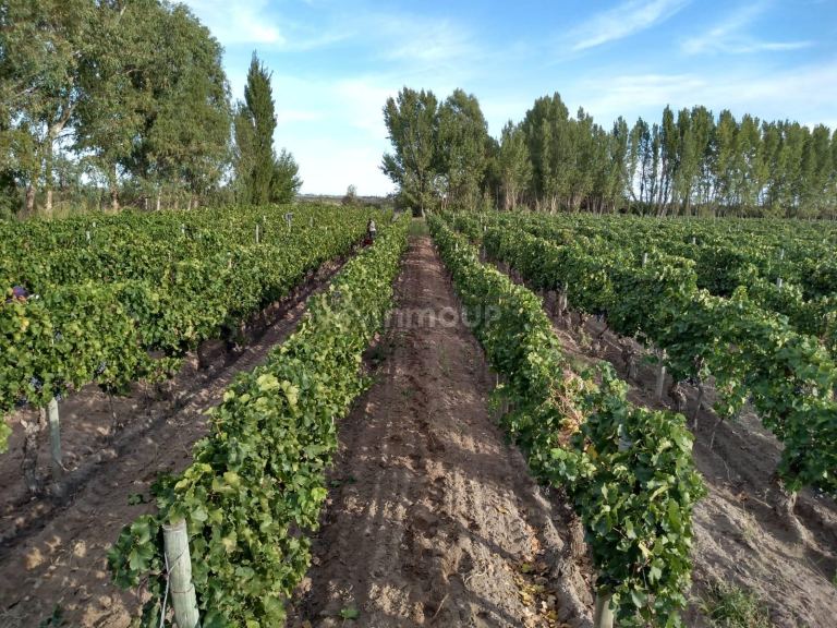 Finca en Venta en Santa Rosa, Mendoza