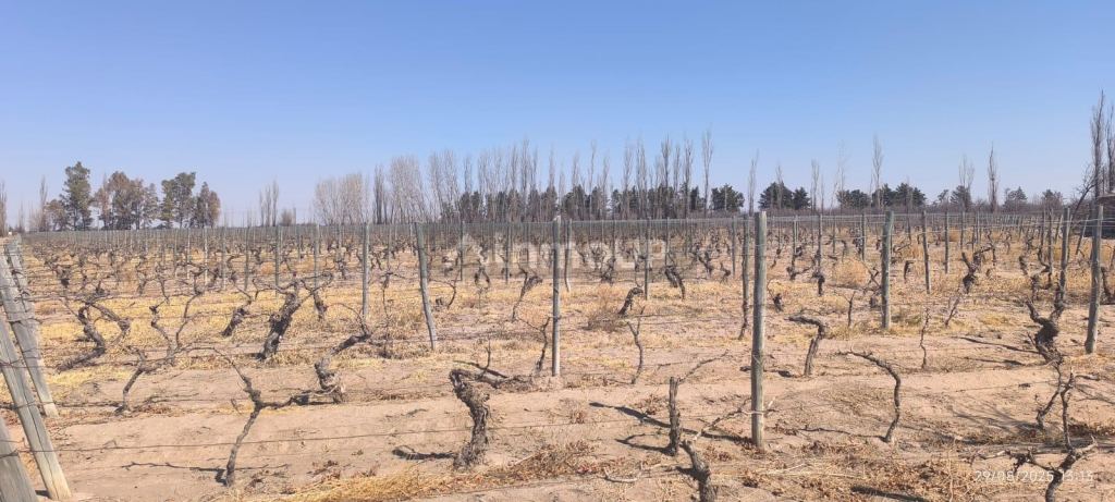 Finca en Venta en Santa Rosa, Mendoza
