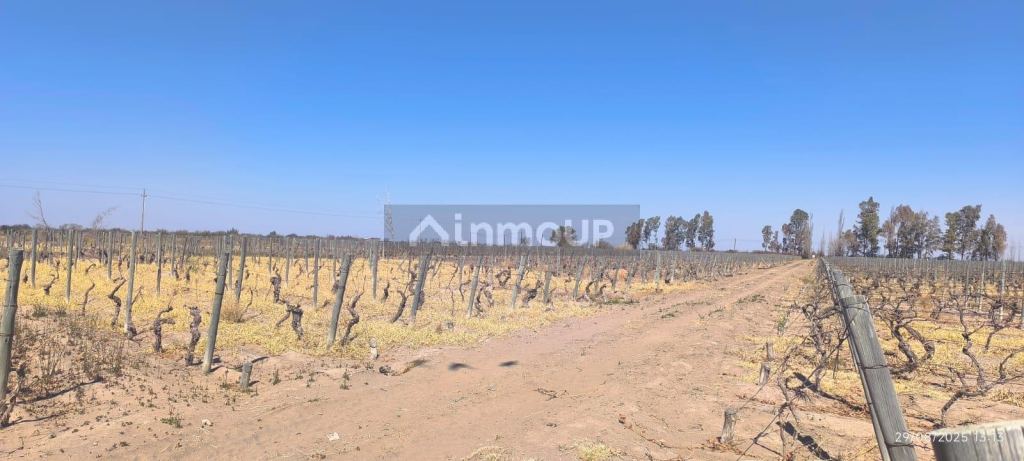 Finca en Venta en Santa Rosa, Mendoza