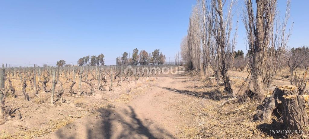 Finca en Venta en Santa Rosa, Mendoza