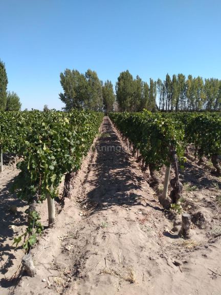 Finca en Venta en Santa Rosa, Mendoza