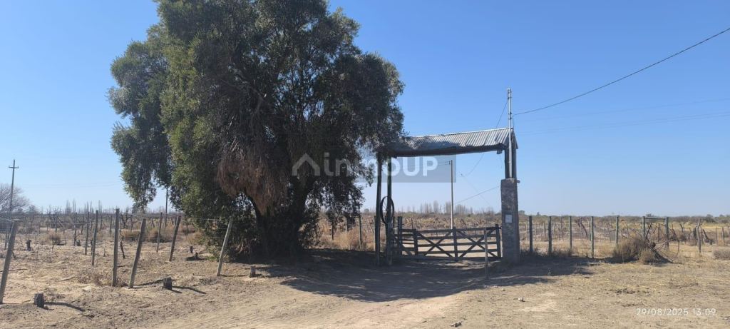 Finca en Venta en Santa Rosa, Mendoza