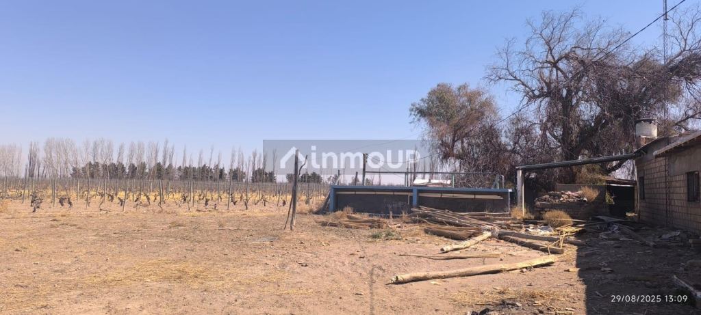Finca en Venta en Santa Rosa, Mendoza