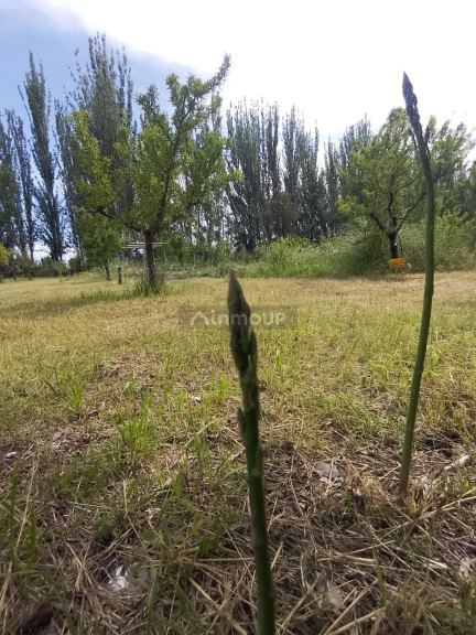 Casa Quinta en Venta en Tunuyan, Mendoza