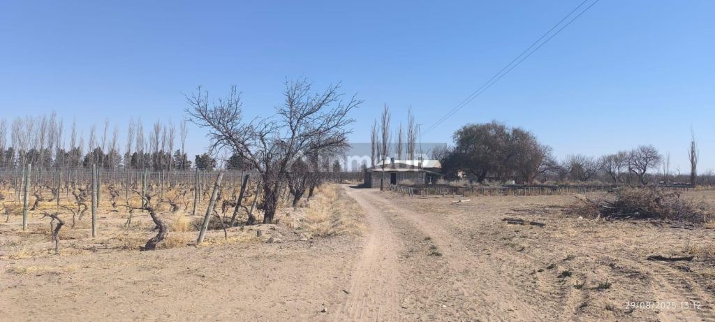 Viñedo en Venta en Santa Rosa, Mendoza