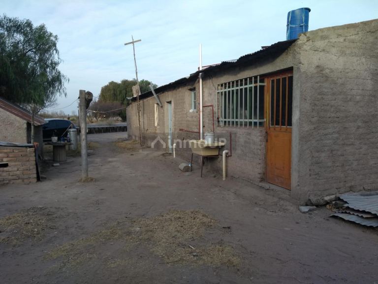 Viñedo en Venta en Santa Rosa, Mendoza
