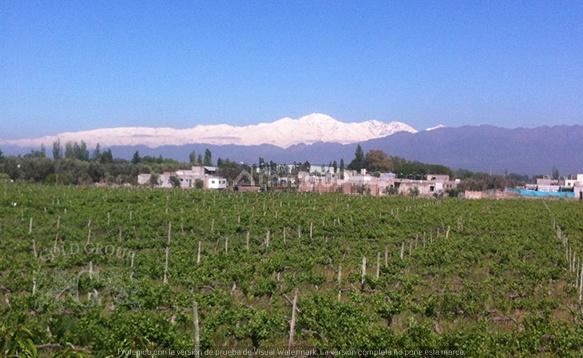 Terreno en Venta en Lujan de Cuyo, Mendoza