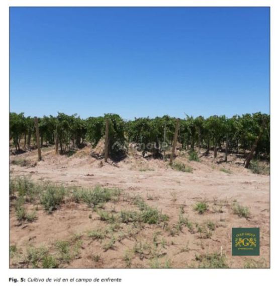 Terreno en Venta en Lavalle, Mendoza