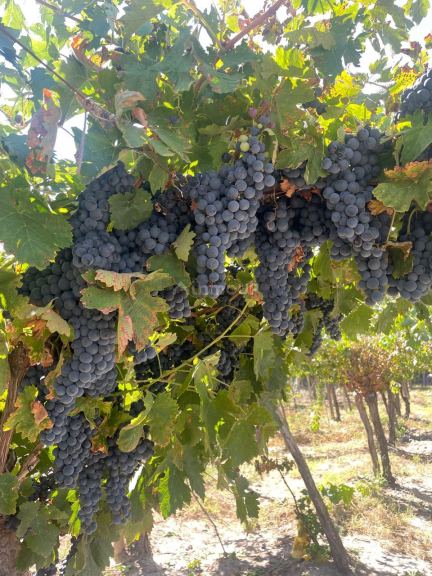 Finca en Venta en San Carlos, Mendoza