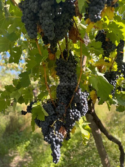 Finca en Venta en San Carlos, Mendoza