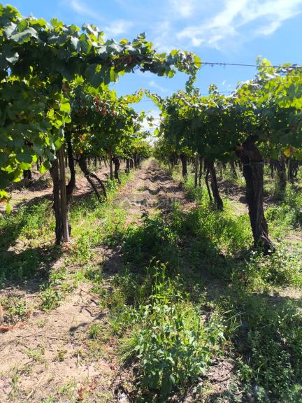 Finca en Venta en San Carlos, Mendoza