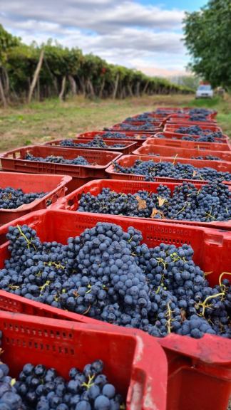 Finca en Venta en San Carlos, Mendoza