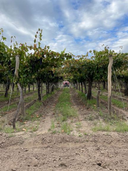 Finca en Venta en San Carlos, Mendoza