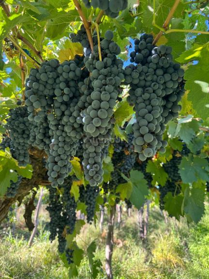 Finca en Venta en San Carlos, Mendoza