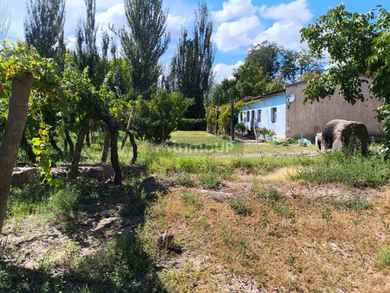 Finca en Venta en San Carlos, Mendoza
