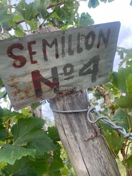 Finca en Venta en San Carlos, Mendoza