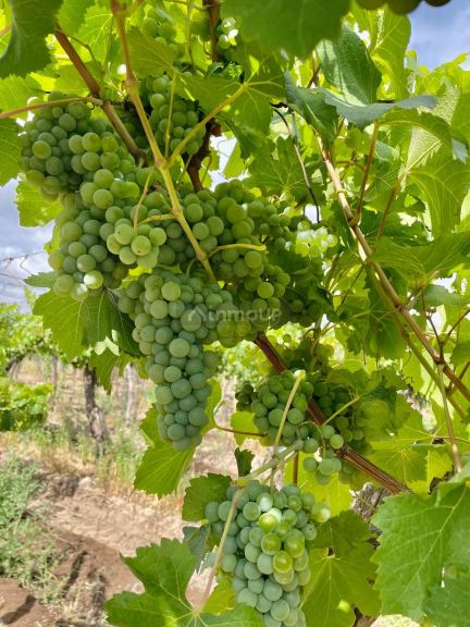 Finca en Venta en San Carlos, Mendoza