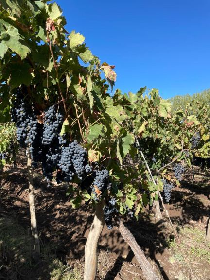 Finca en Venta en San Carlos, Mendoza