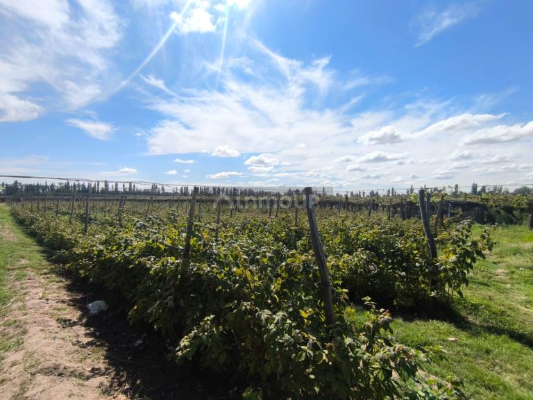 Finca en Venta en San Carlos, Mendoza