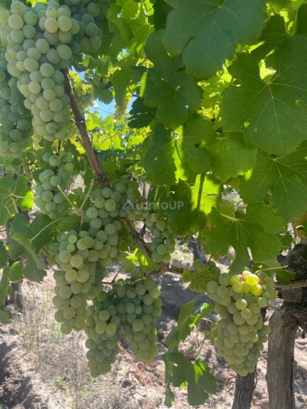 Finca en Venta en San Carlos, Mendoza