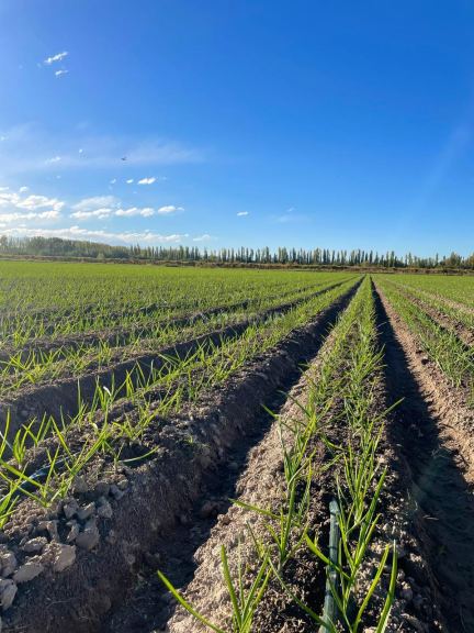 Finca en Venta en San Carlos, Mendoza