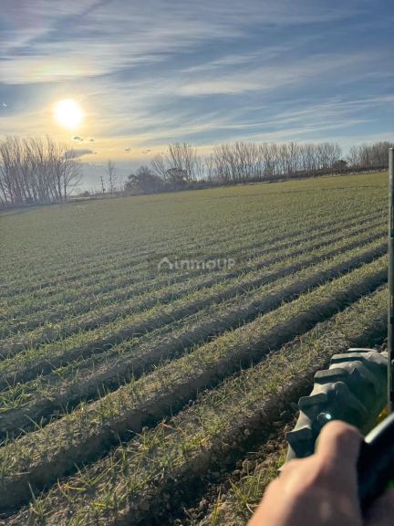 Finca en Venta en San Carlos, Mendoza