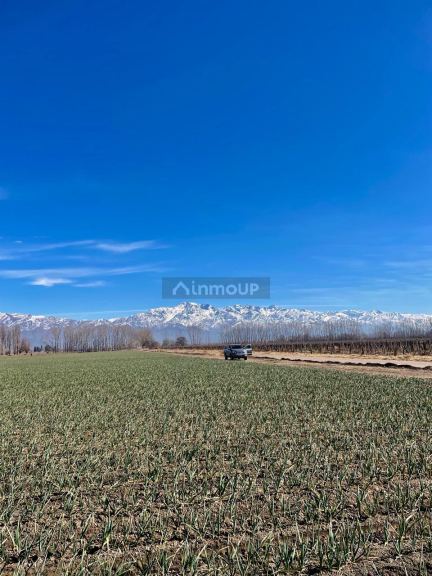 Finca en Venta en San Carlos, Mendoza
