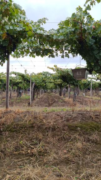 Finca en Venta en San Carlos, Mendoza