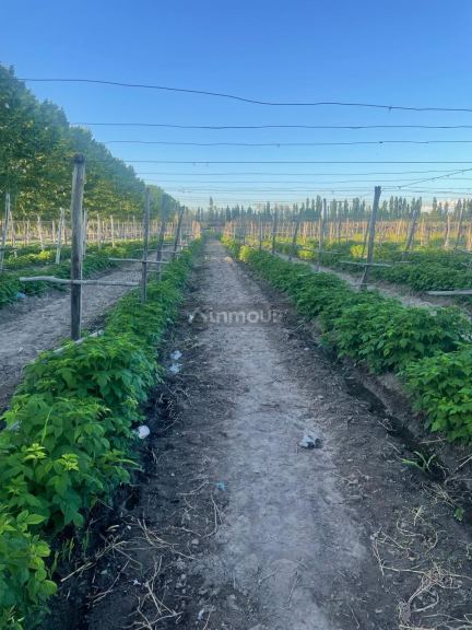 Finca en Venta en San Carlos, Mendoza