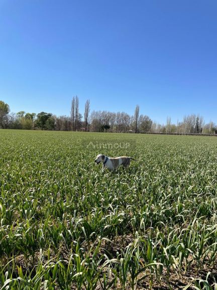 Campo en Venta en San Carlos, Mendoza